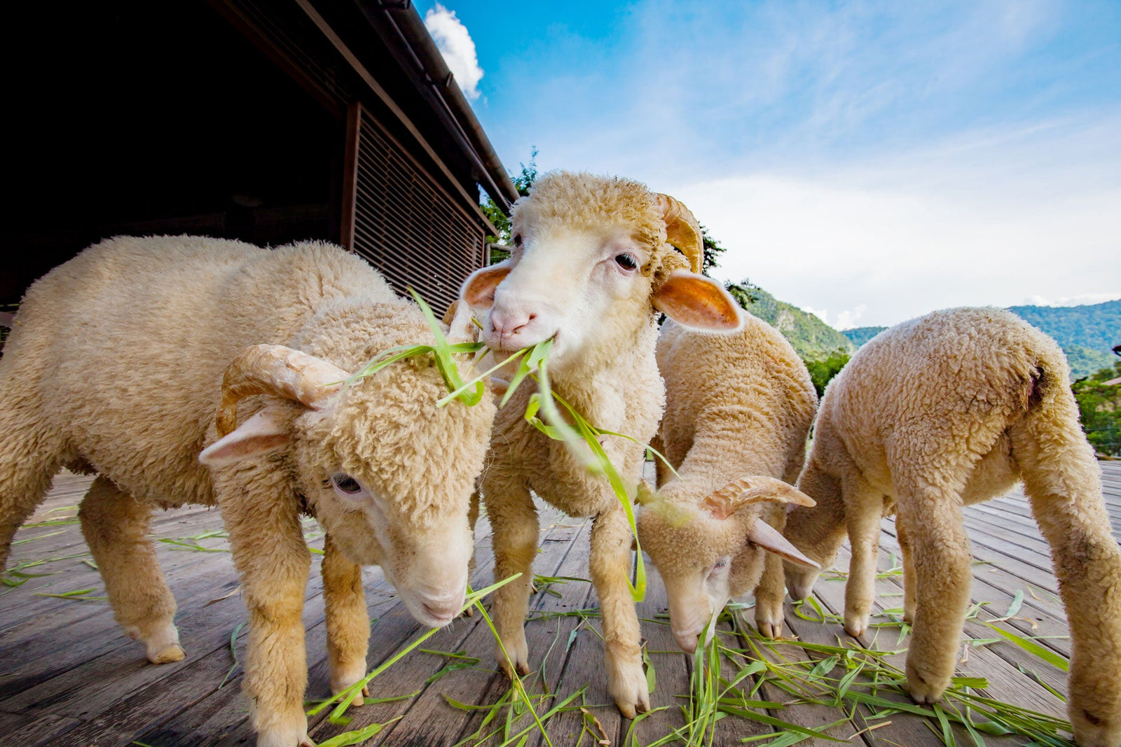 Merino-sheep-eating