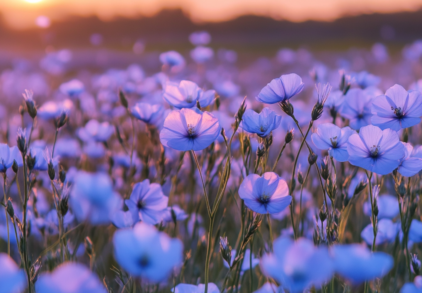 Un vibrante campo de flores de lino azul en plena floración bañado por la cálida luz del atardecer, con un fondo desenfocado que crea una atmósfera soñadora y serena.